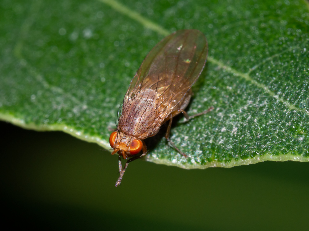 Aiuto identificazione:  Lauxanidae: cfr. Minettia sp.