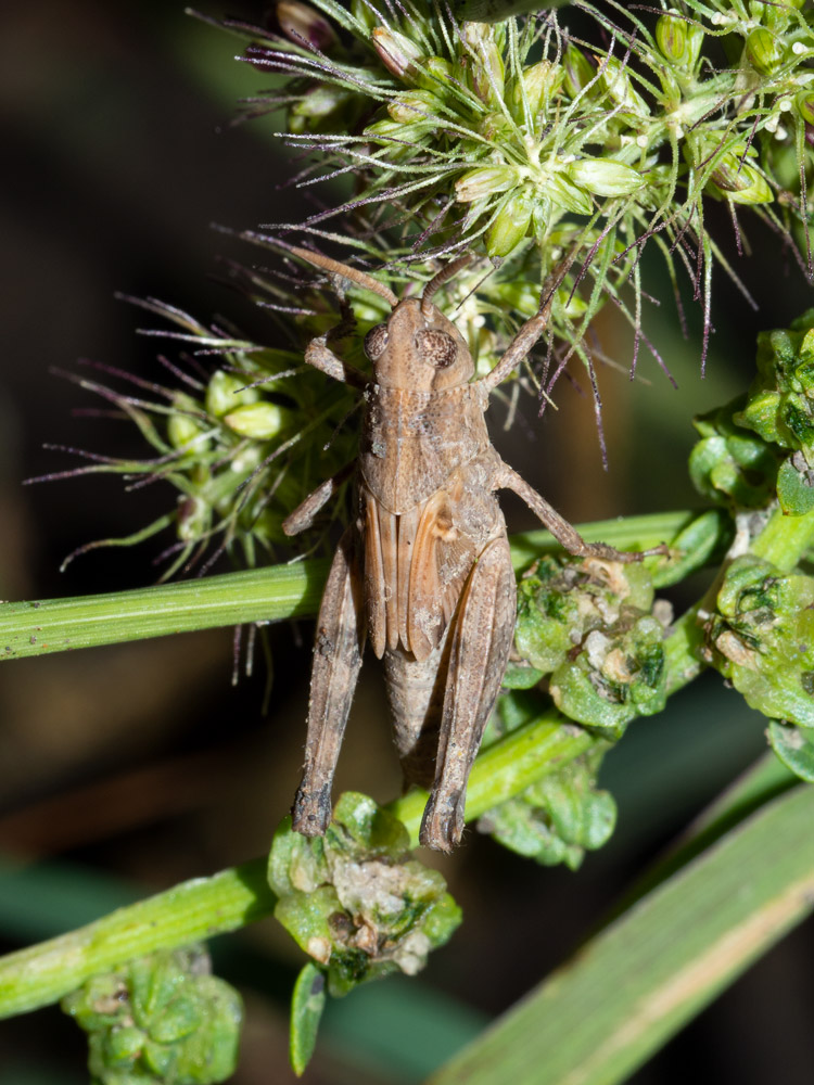 Aiolopus sp. (Acrididae)