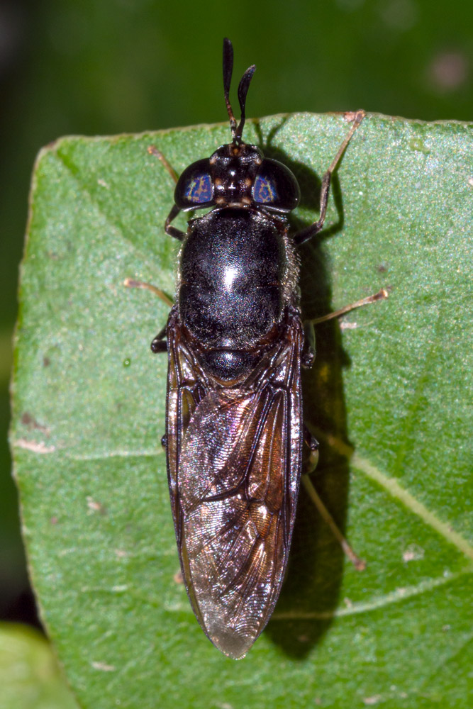 Hermetia illucens (Stratiomyidae)