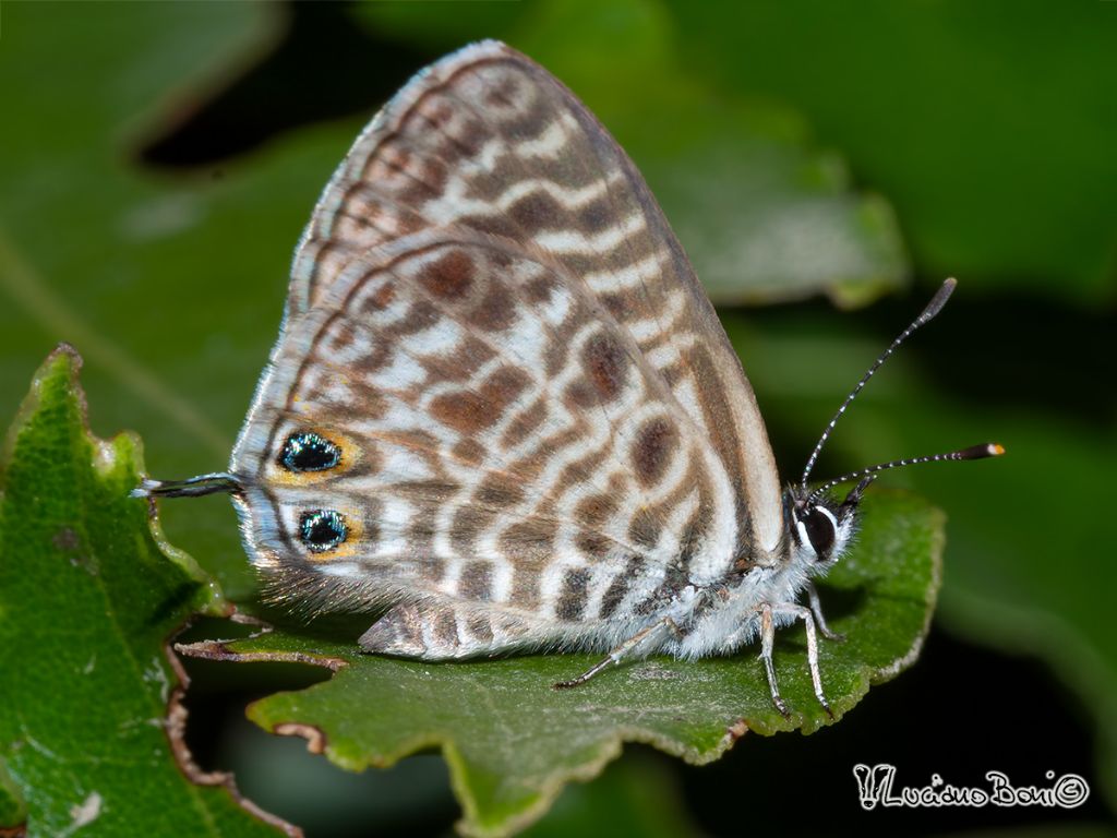 Leptotes pirithous? S