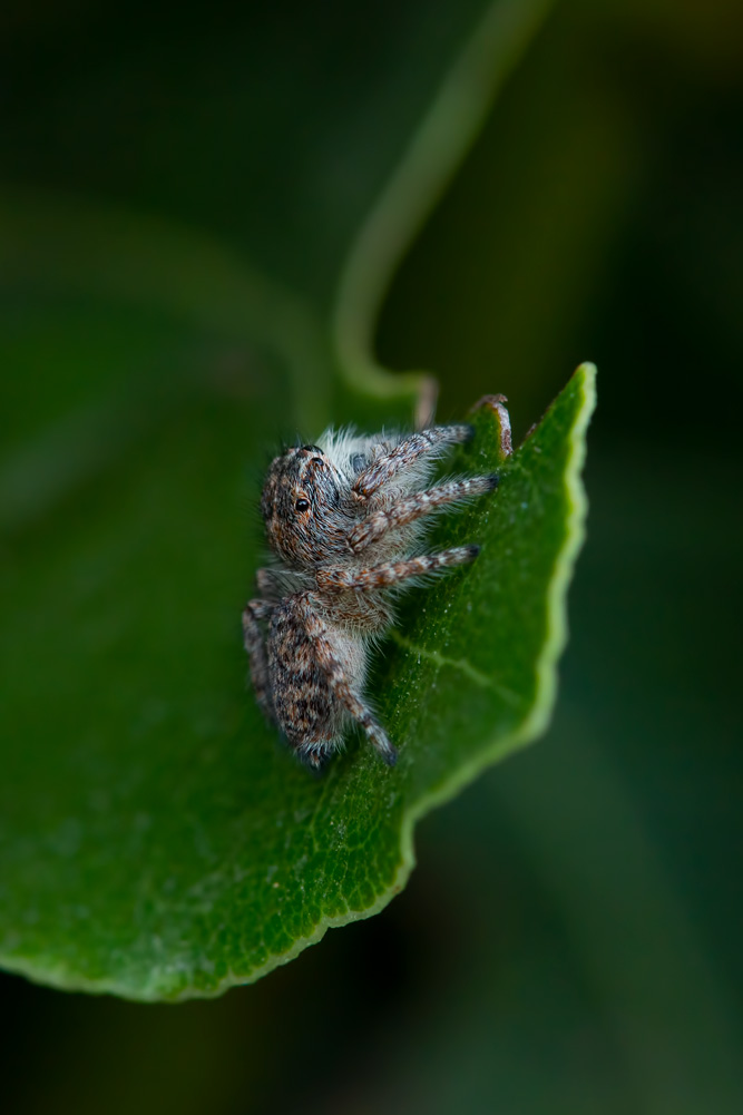 Philaeus chrysops, gtovane - Orbetello (GR)