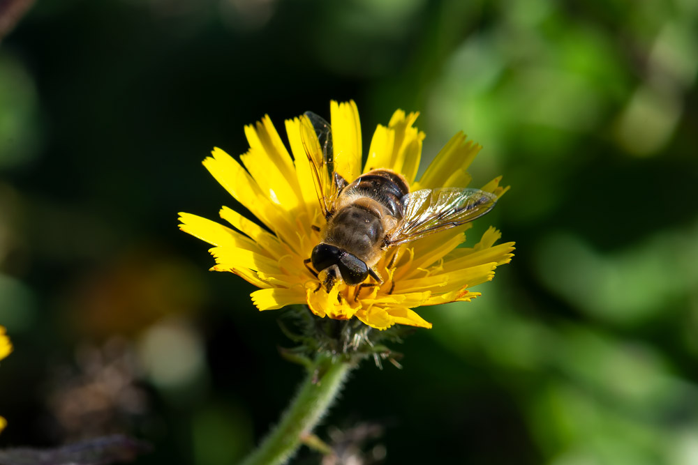 Syrphidae: Eristalis cfr. tenax, maschio