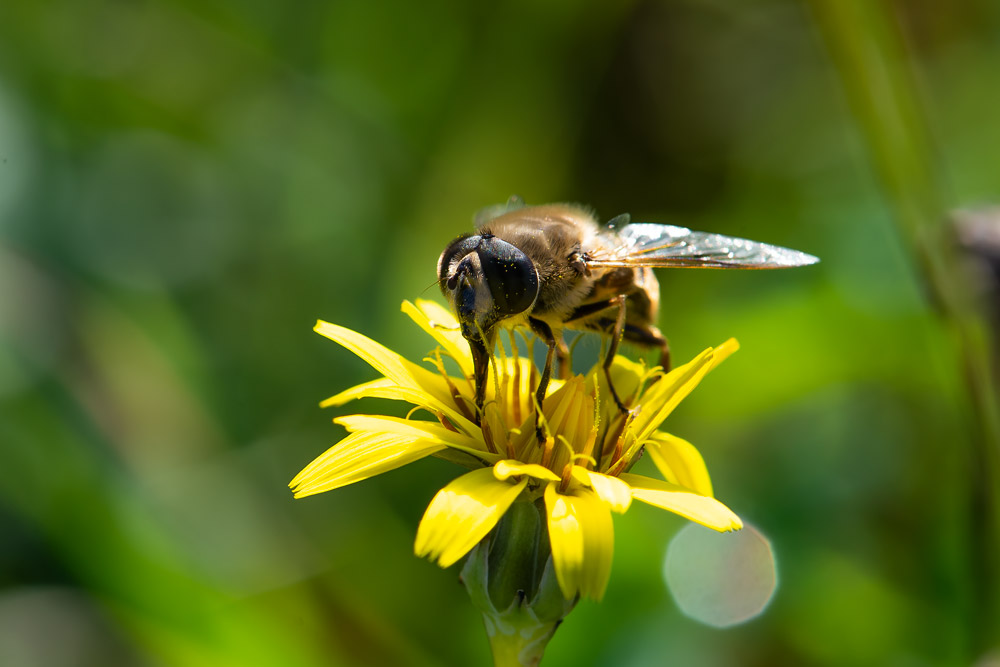 Syrphidae: Eristalis cfr. tenax, maschio