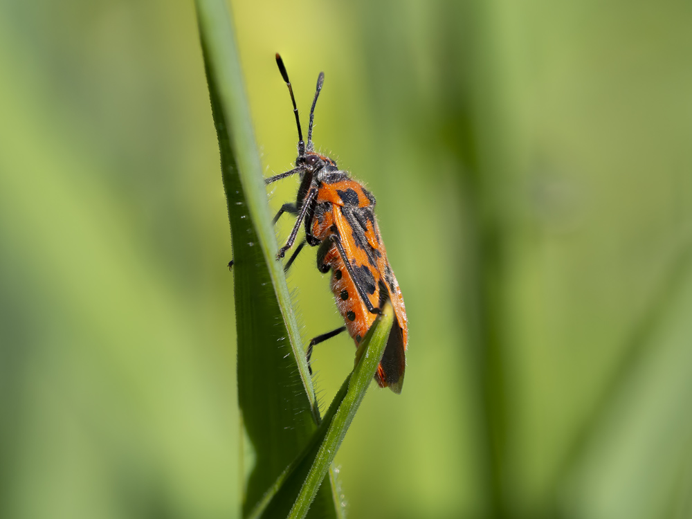 Rhopalidae: Corizus hyoscyami