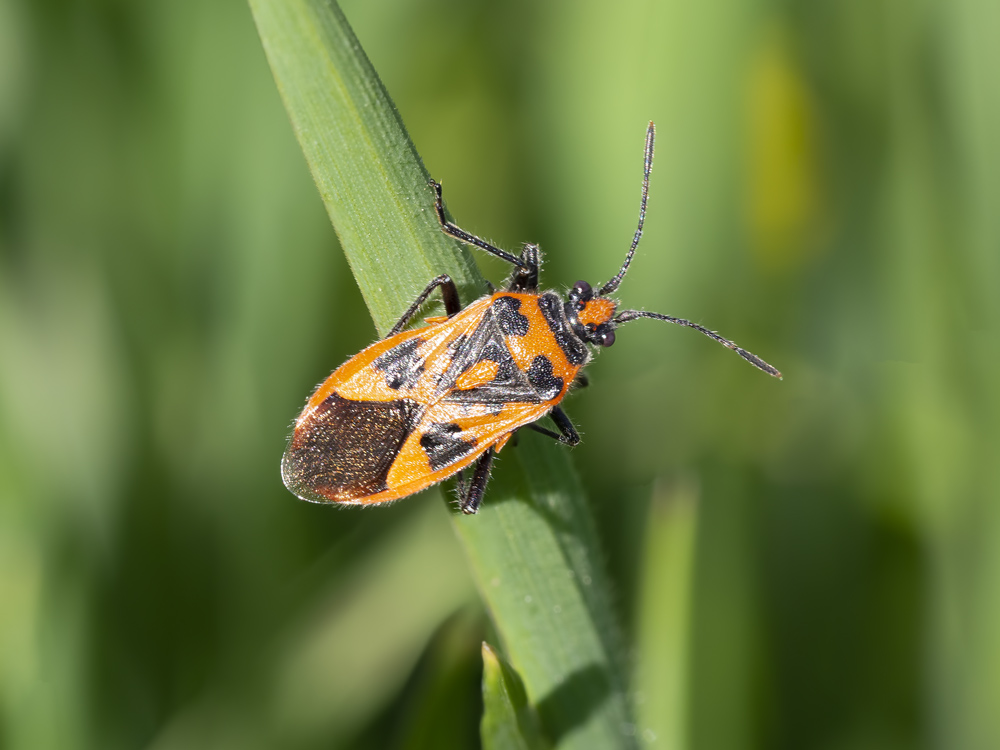 Rhopalidae: Corizus hyoscyami