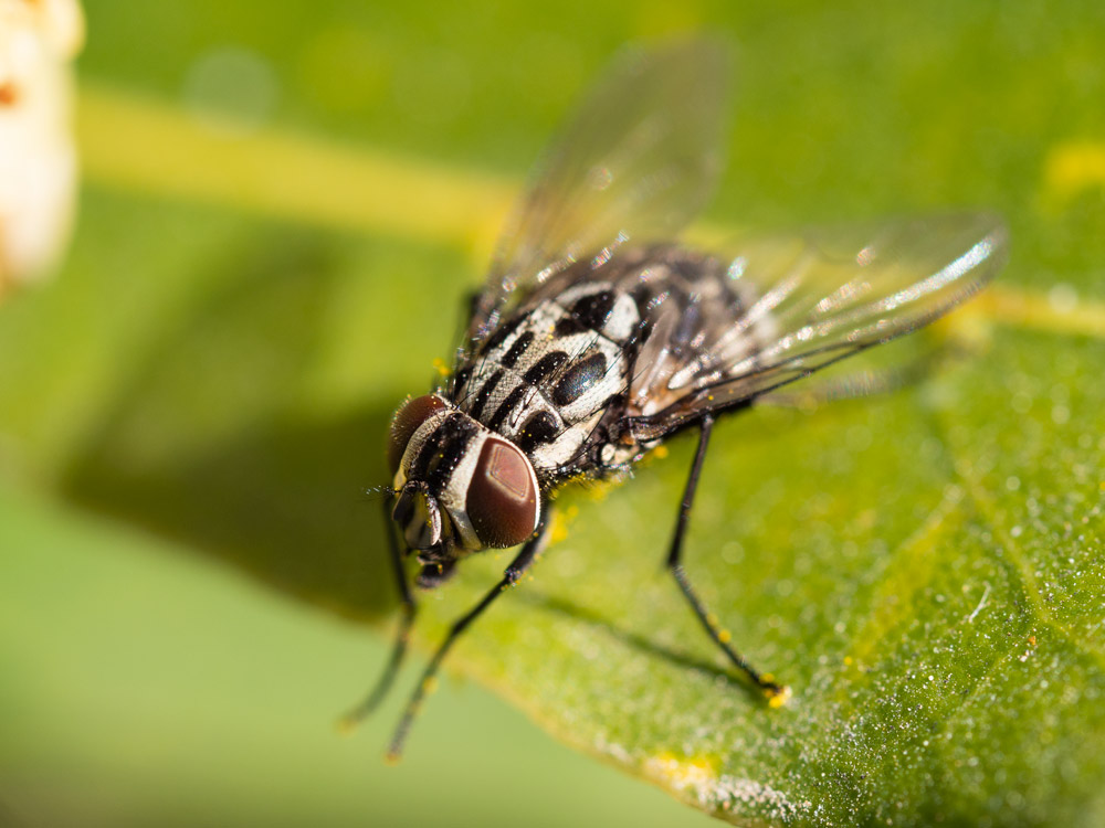 Muscidae:  Graphomya maculata e Stomoxys calcitrans, femmine