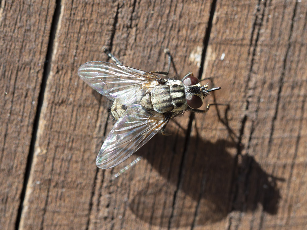 Muscidae:  Graphomya maculata e Stomoxys calcitrans, femmine
