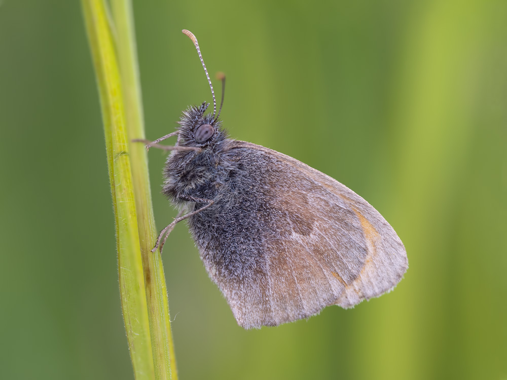 Coenonympha pamphilus