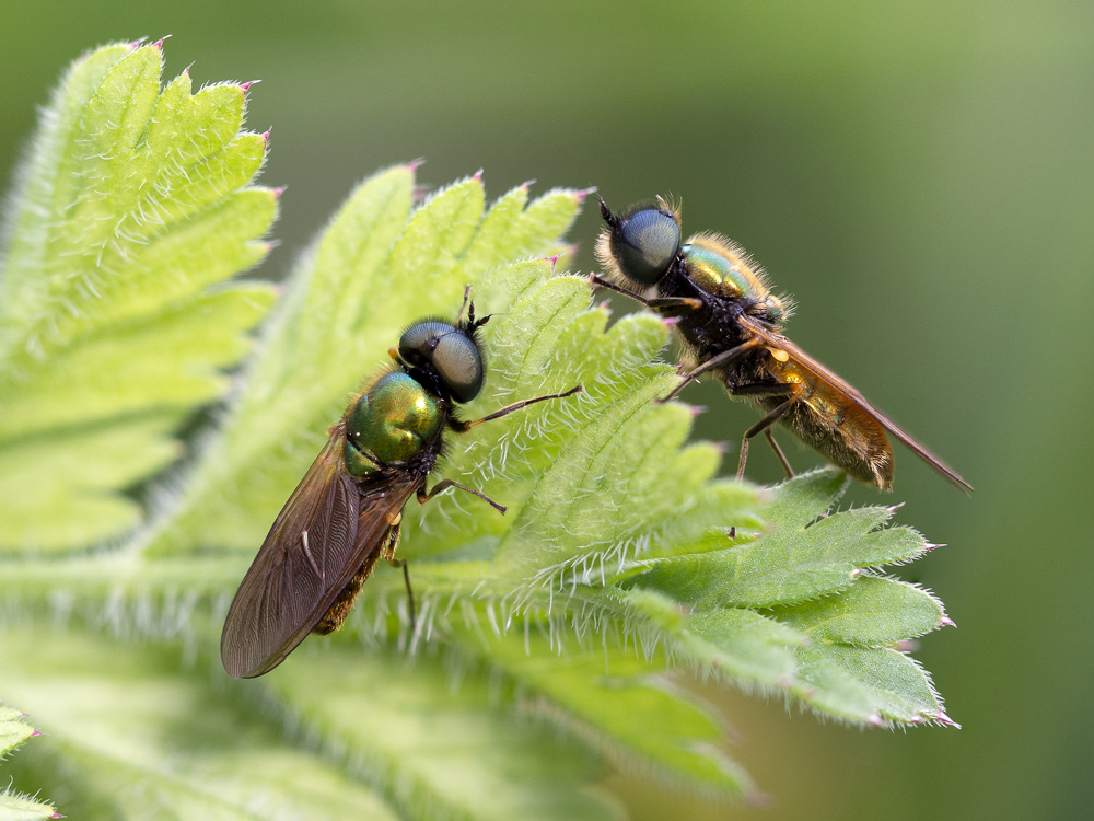 Stratiomyidae: Chloromyia formosa