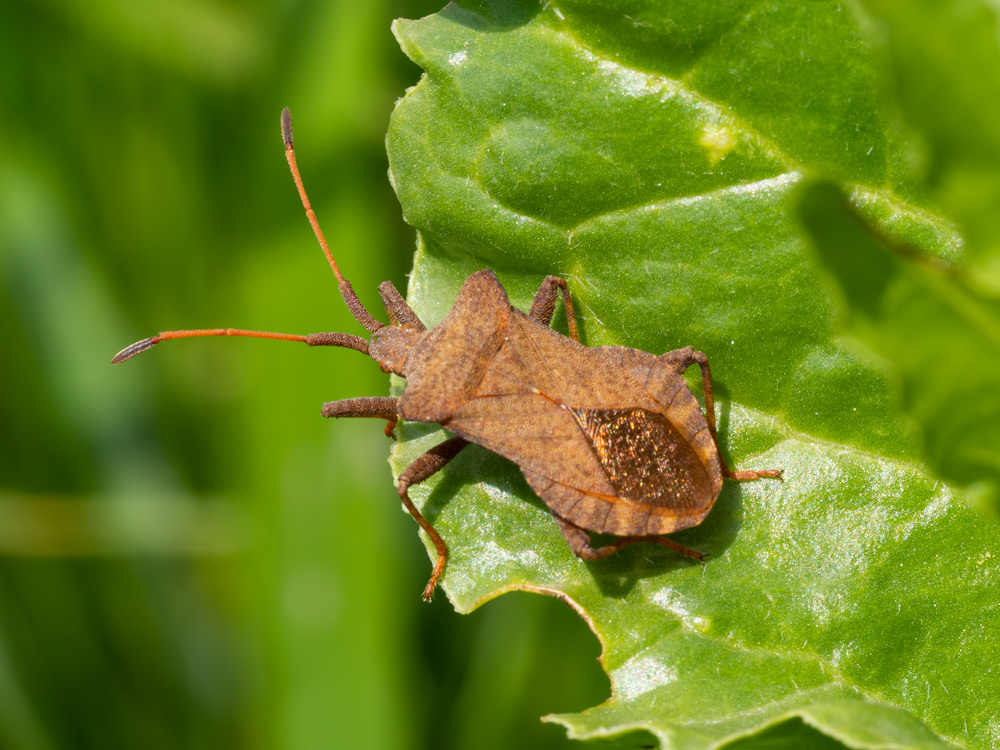 Coreidae: Coreus marginatus