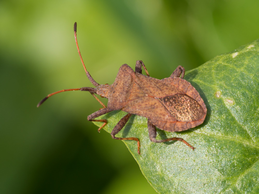 Coreidae: Coreus marginatus