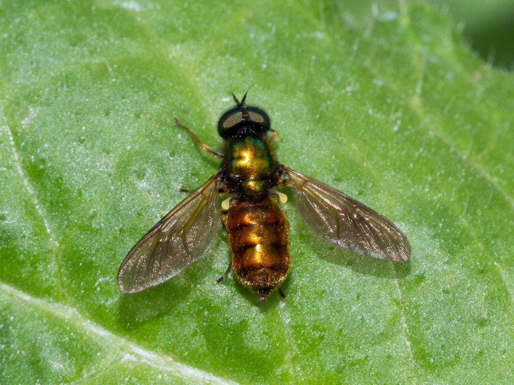 Stratiomyidae: Chloromyia formosa