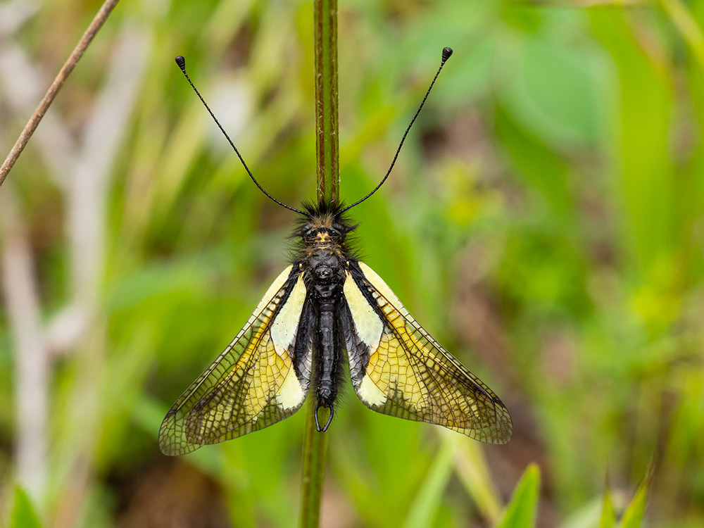 Libelloides coccajus