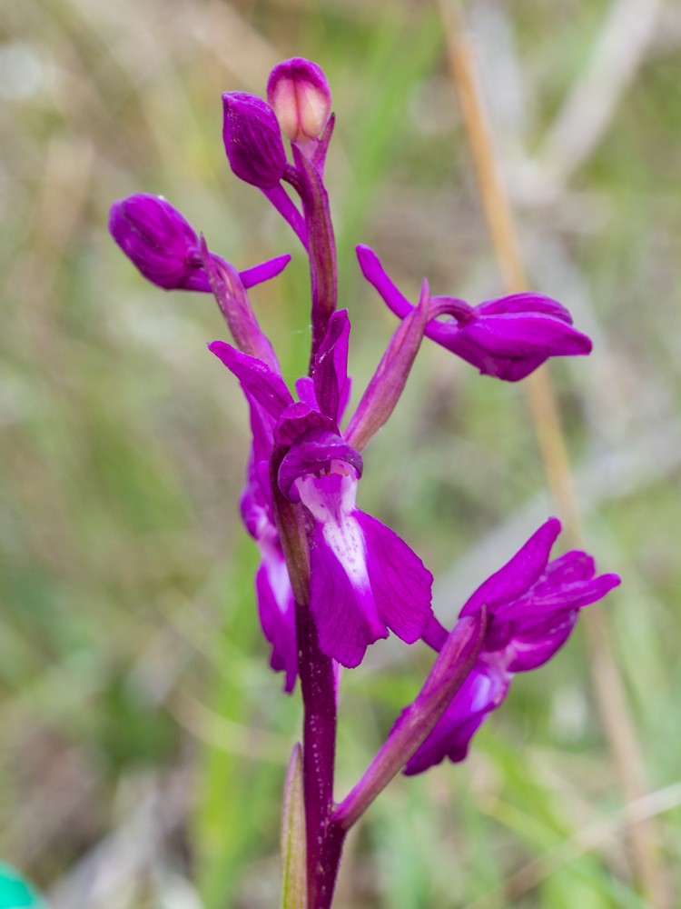 Anacamptis laxiflora?