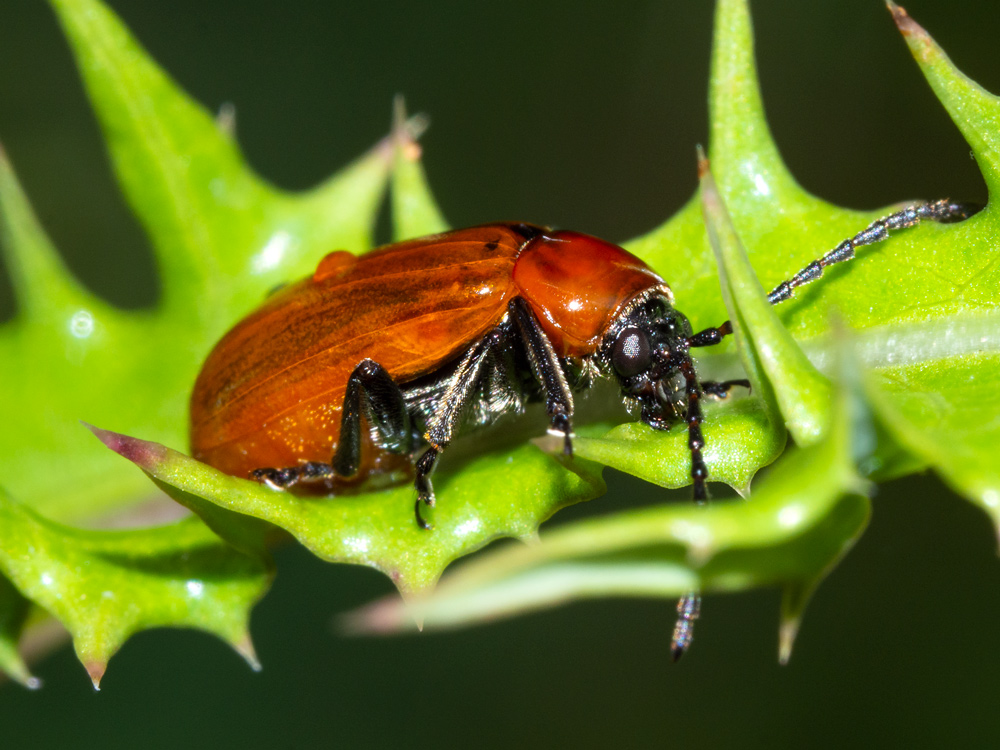 Chrysomelidae: Exosoma lusitanicum