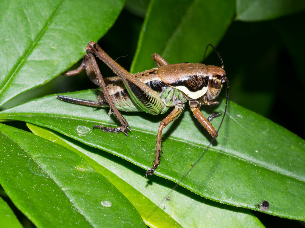 Eupholidoptera chabrieri ?   Eupholidoptera cfr. chabrieri...♀ ♂