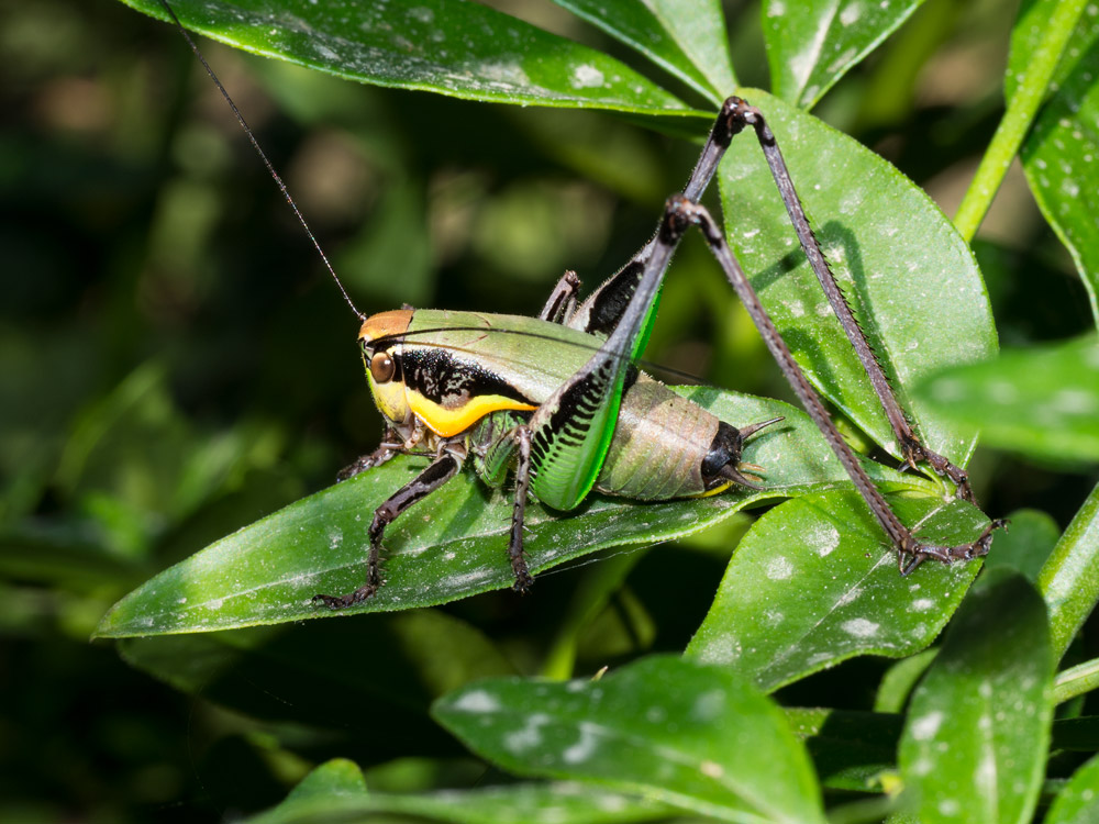 Eupholidoptera chabrieri ?   Eupholidoptera cfr. chabrieri...♀ ♂