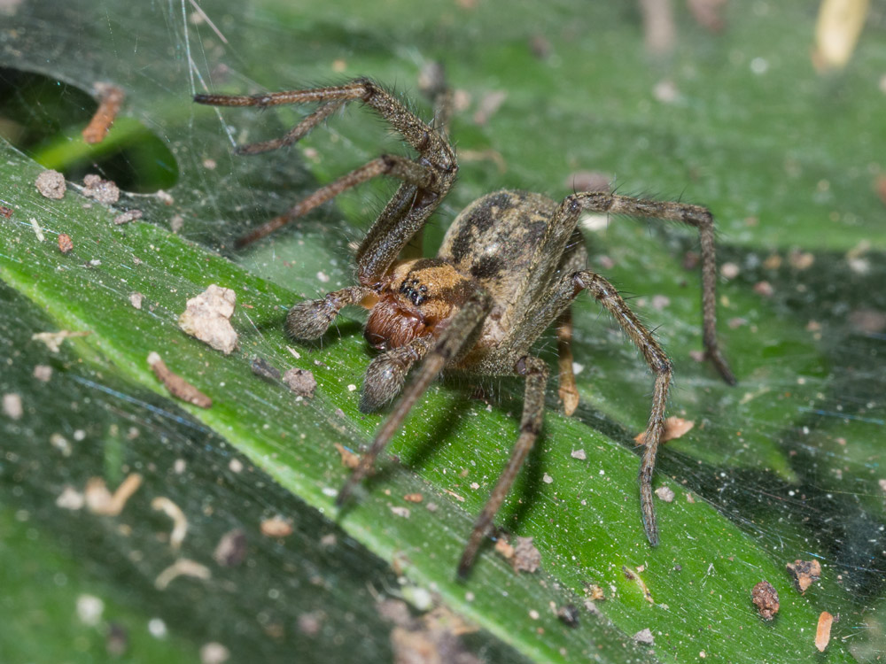 Agelena labyrinthica, maschio immaturo - Scansano (GR)