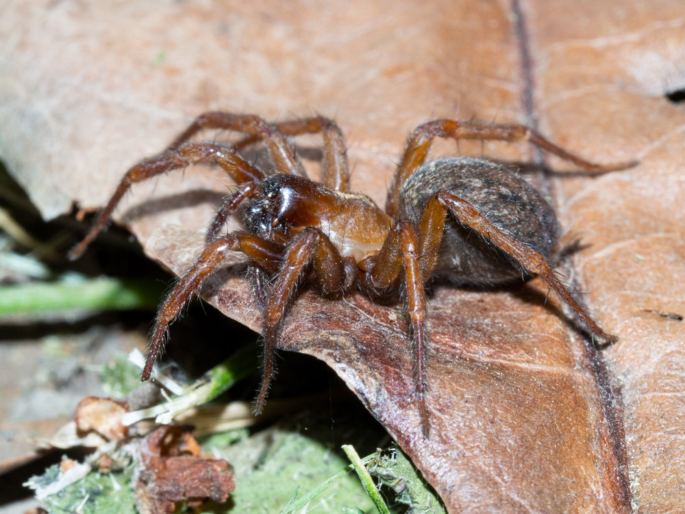 Lycosoides coarctata - Scansano (GR)