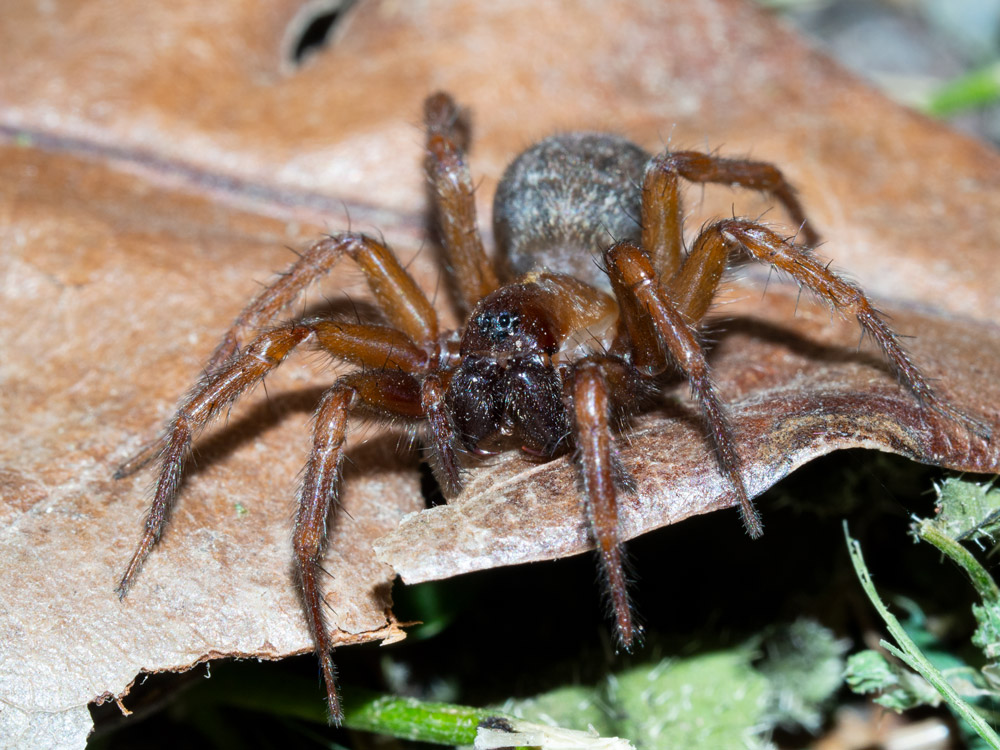 Lycosoides coarctata - Scansano (GR)