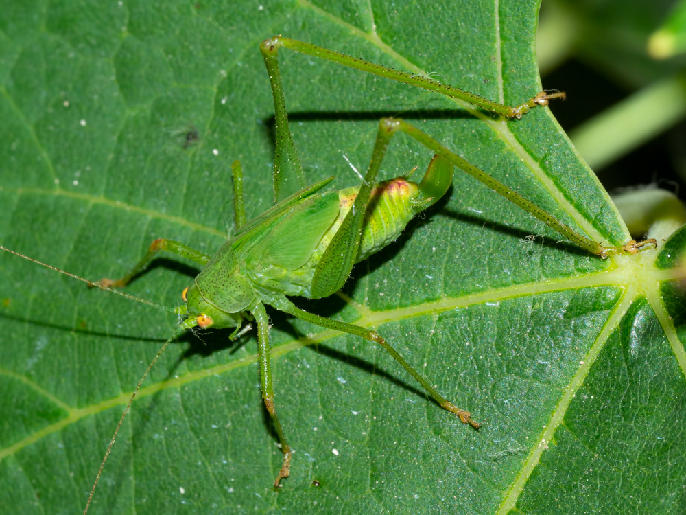 Aiuto identificazione