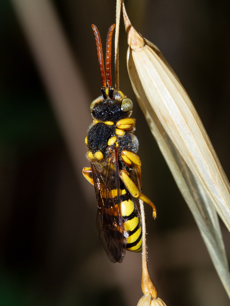 imenottero? Maschio di Nomada sp., Apidae