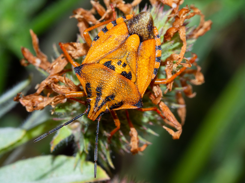 Carpocoris purpureipennis? aiuto id