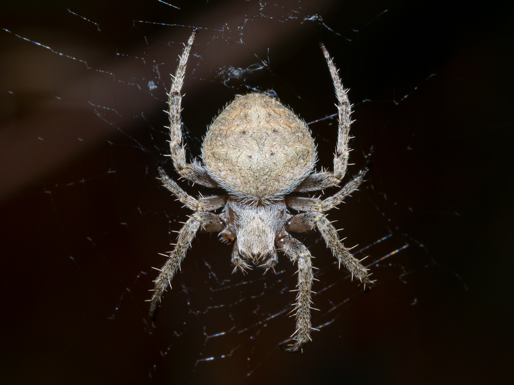 Neoscona subfusca - Scansano (GR)