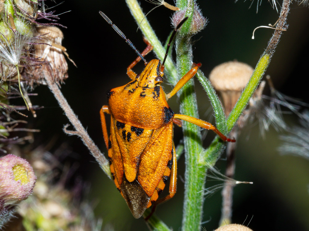 Carpocoris purpureipennis? aiuto id