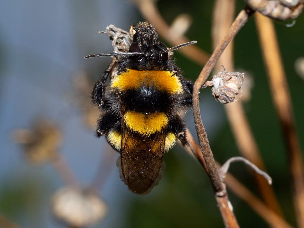 Apidae: Bombus terrestris? No,  Bombus ruderatus