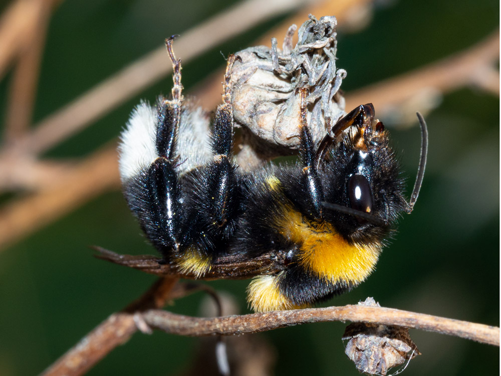 Apidae: Bombus terrestris? No,  Bombus ruderatus
