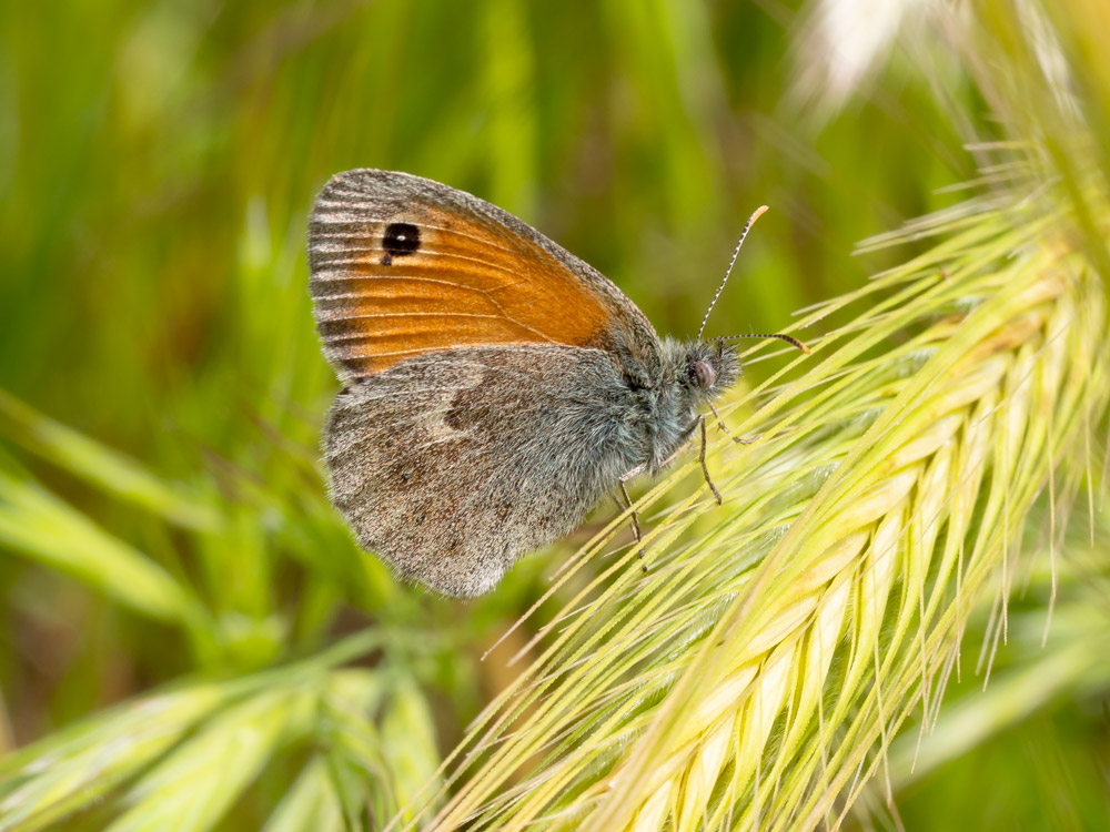 Coenonympha pamphylus? S !