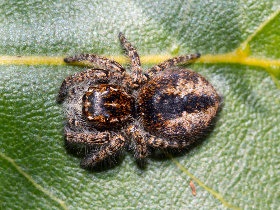 Salticidae: Philaeus chrysops, femmina