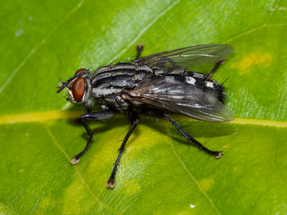 Sarcophagidae: Sarcophaga sp.