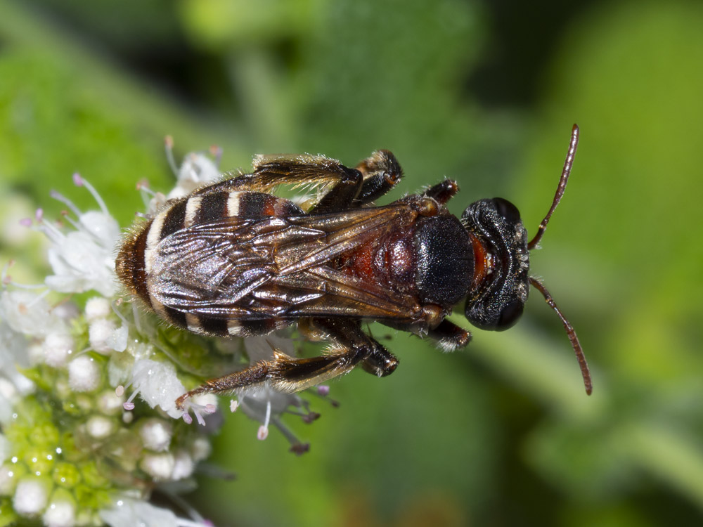 Andrena sp. (cfr.)