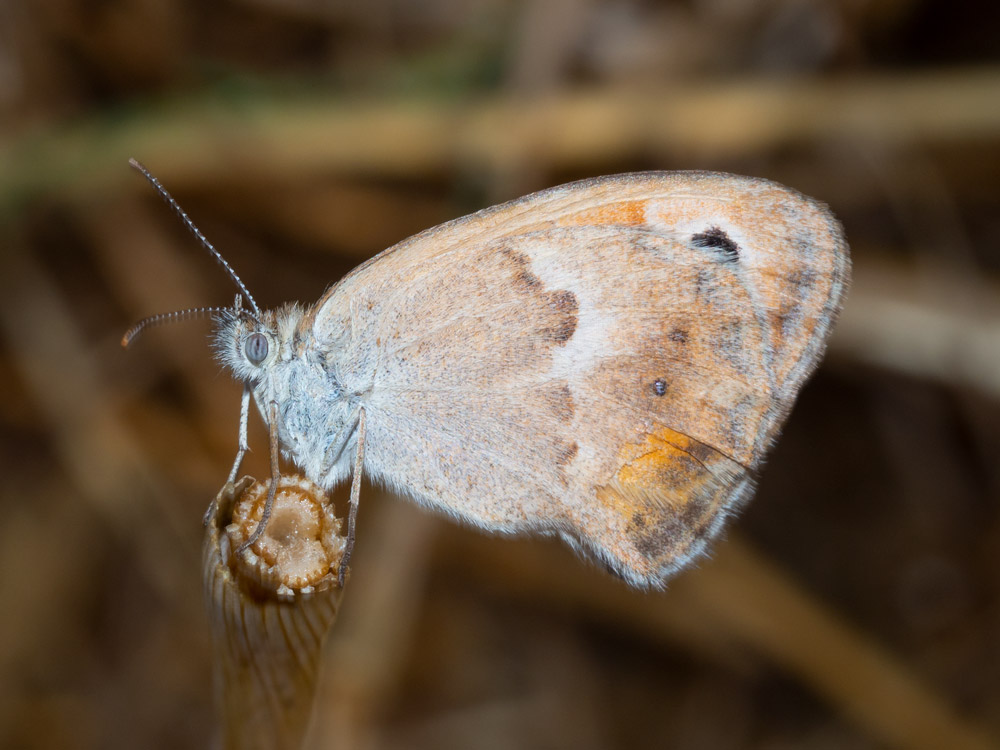 Coenonympha pamphylus? S !