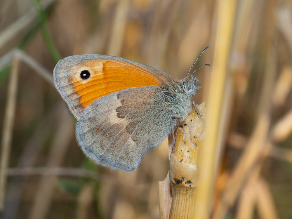 Coenonympha pamphylus? S !