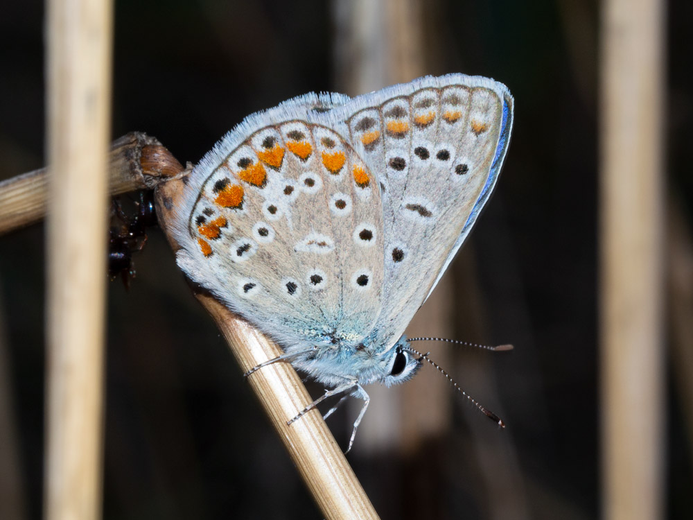 Polyommatus icarus?