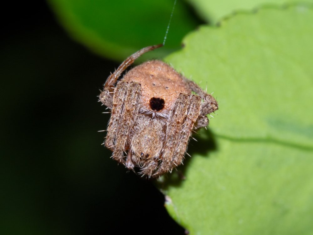 Neoscona subfusca - Scansano (GR)