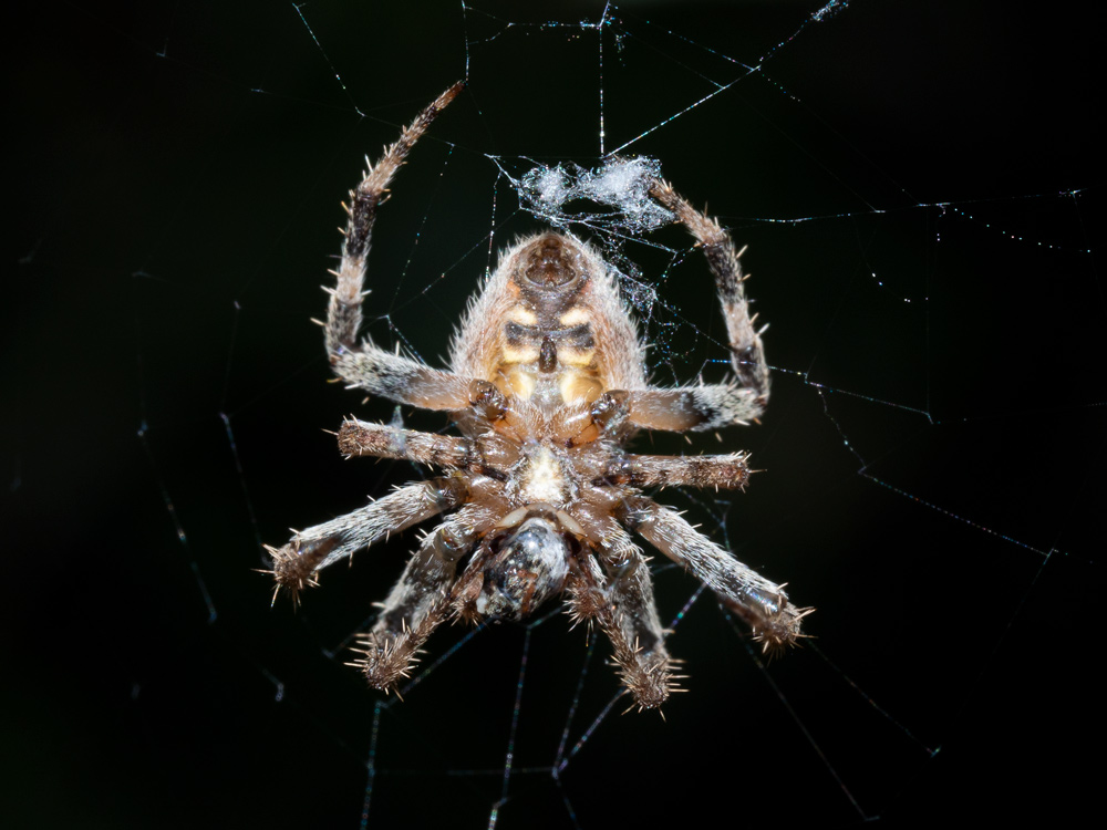 Neoscona subfusca - Scansano (GR)