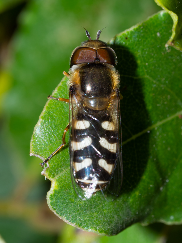 Syrphidae: Scaeva pyrastri, maschio