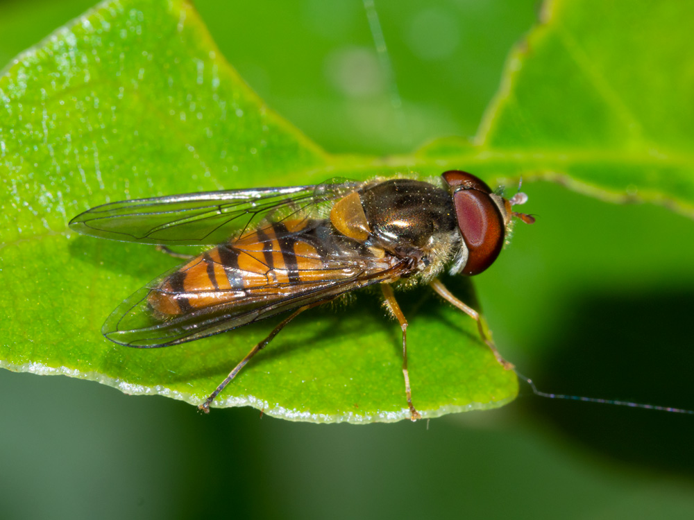 Syrphidae: Episyrphus balteatus, maschio