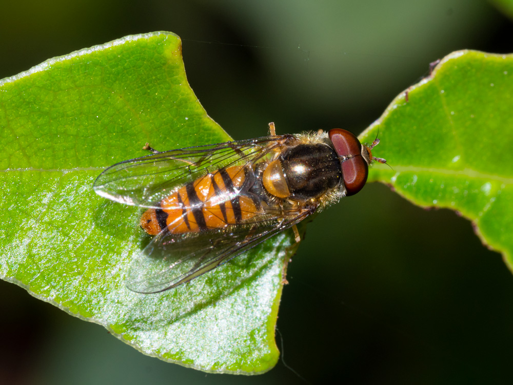 Syrphidae: Episyrphus balteatus, maschio