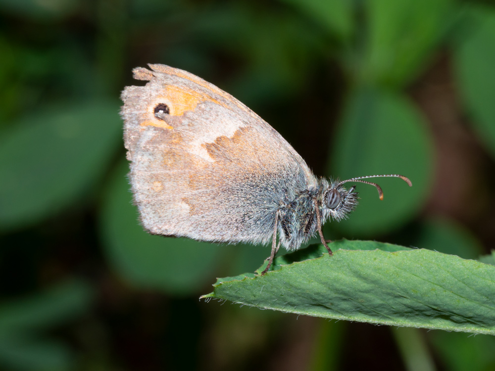 Coenonympha pamphilus - Nymphalidae