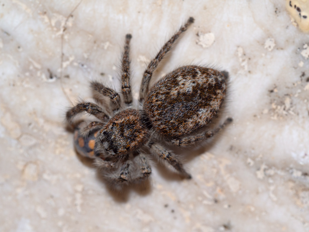 Philaeus chrysops? S  - Scansano (GR)