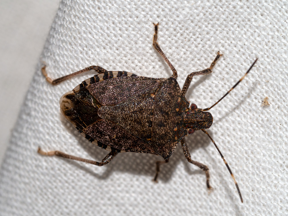 Pentatomidae: Halyomorpha halys