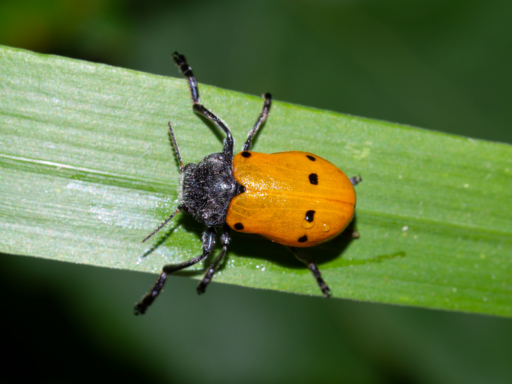 Chrysomelidae: Lachnaia italica italica