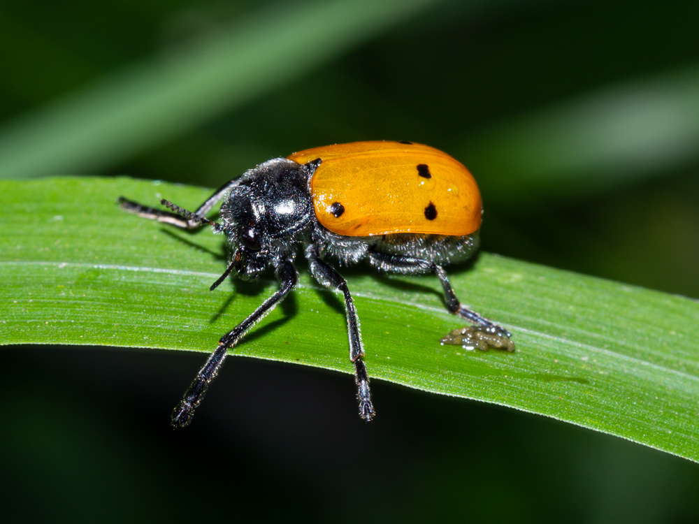 Chrysomelidae: Lachnaia italica italica