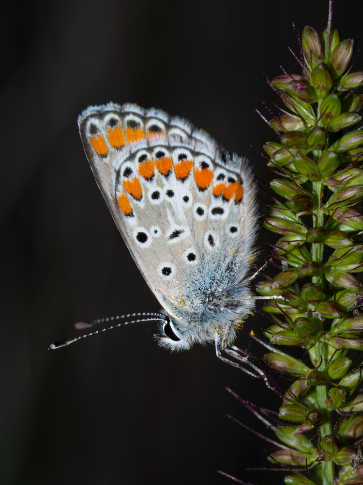 Lycaenidae da identificare