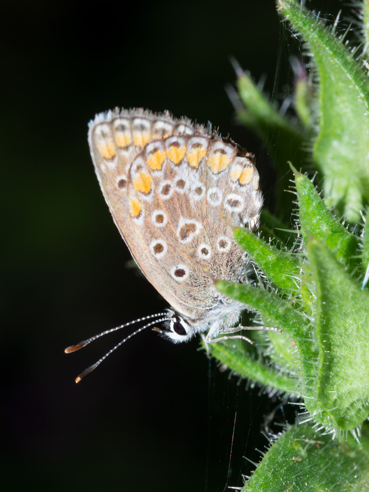 Lycaenidae da identificare